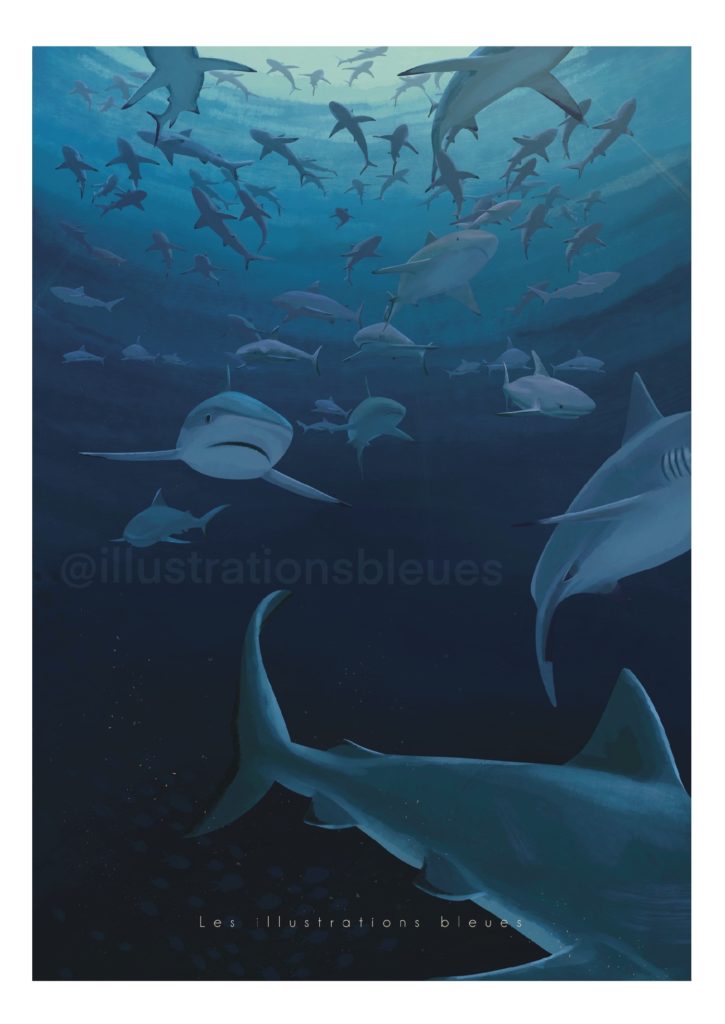 Mur de requins gris